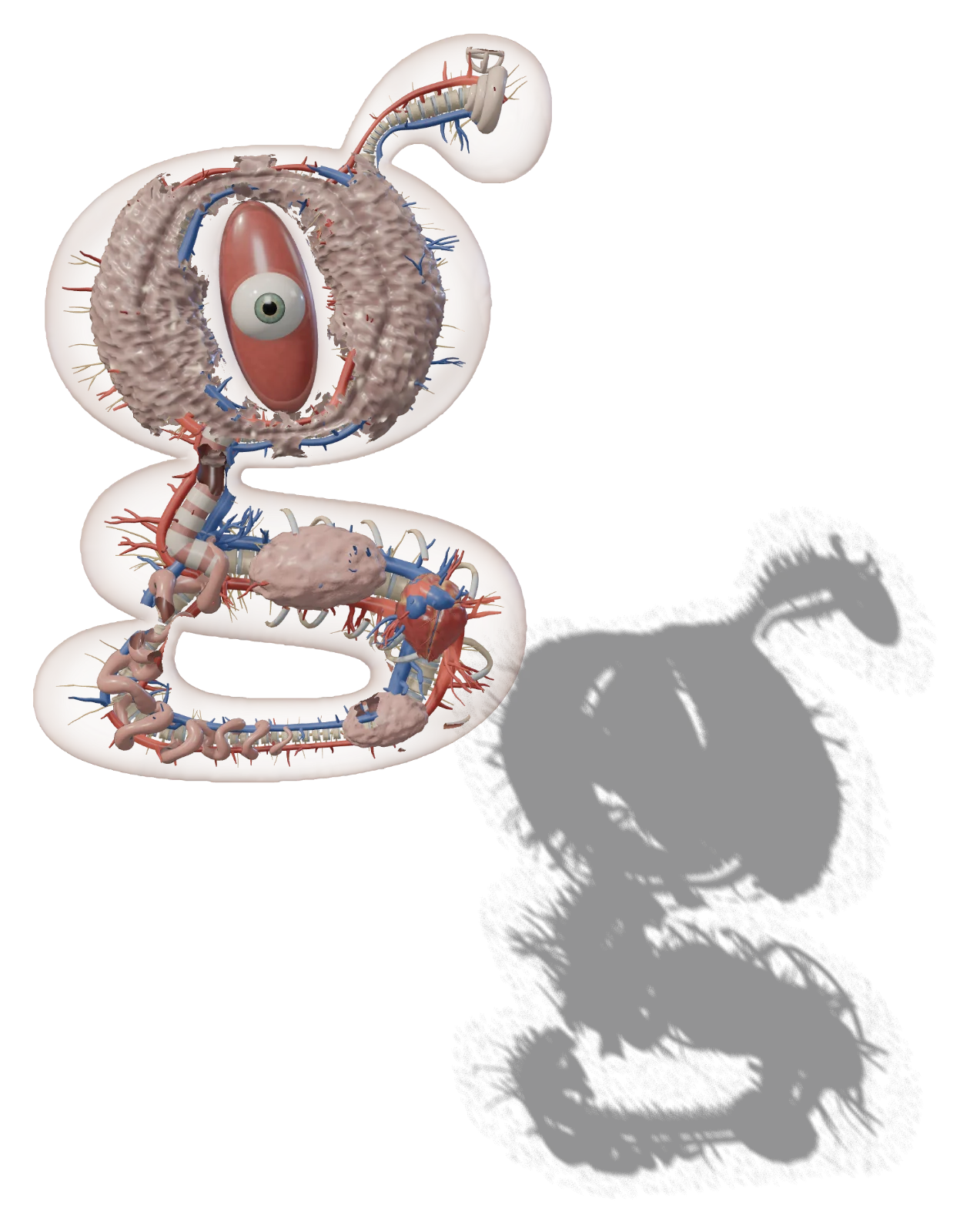 Arteries and veins